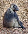 Gelada baboon